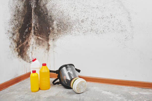 Reliable Derby, KS Mold Remediation Solutions